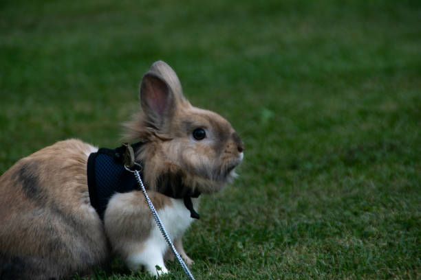 Pasear Conejo Domésico