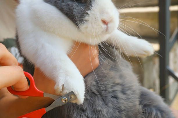 Cuidados del Conejo Holandés